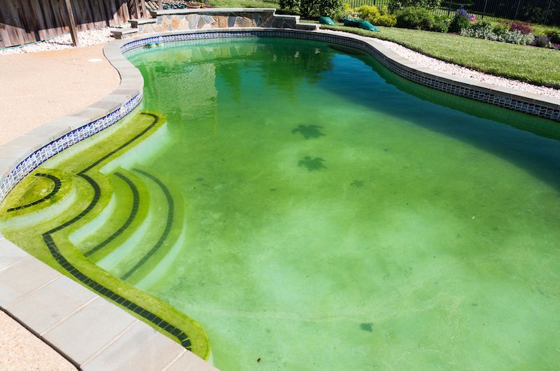 swimming pool with algae