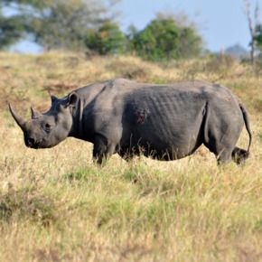Kill a rhino &mdash; for conservation!