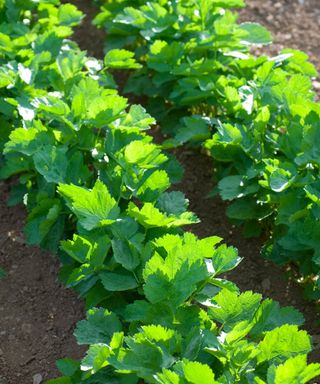 parsnips planted in two rows growing on an allotment