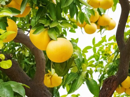 A Grapefruit Tree Full Of Fruit