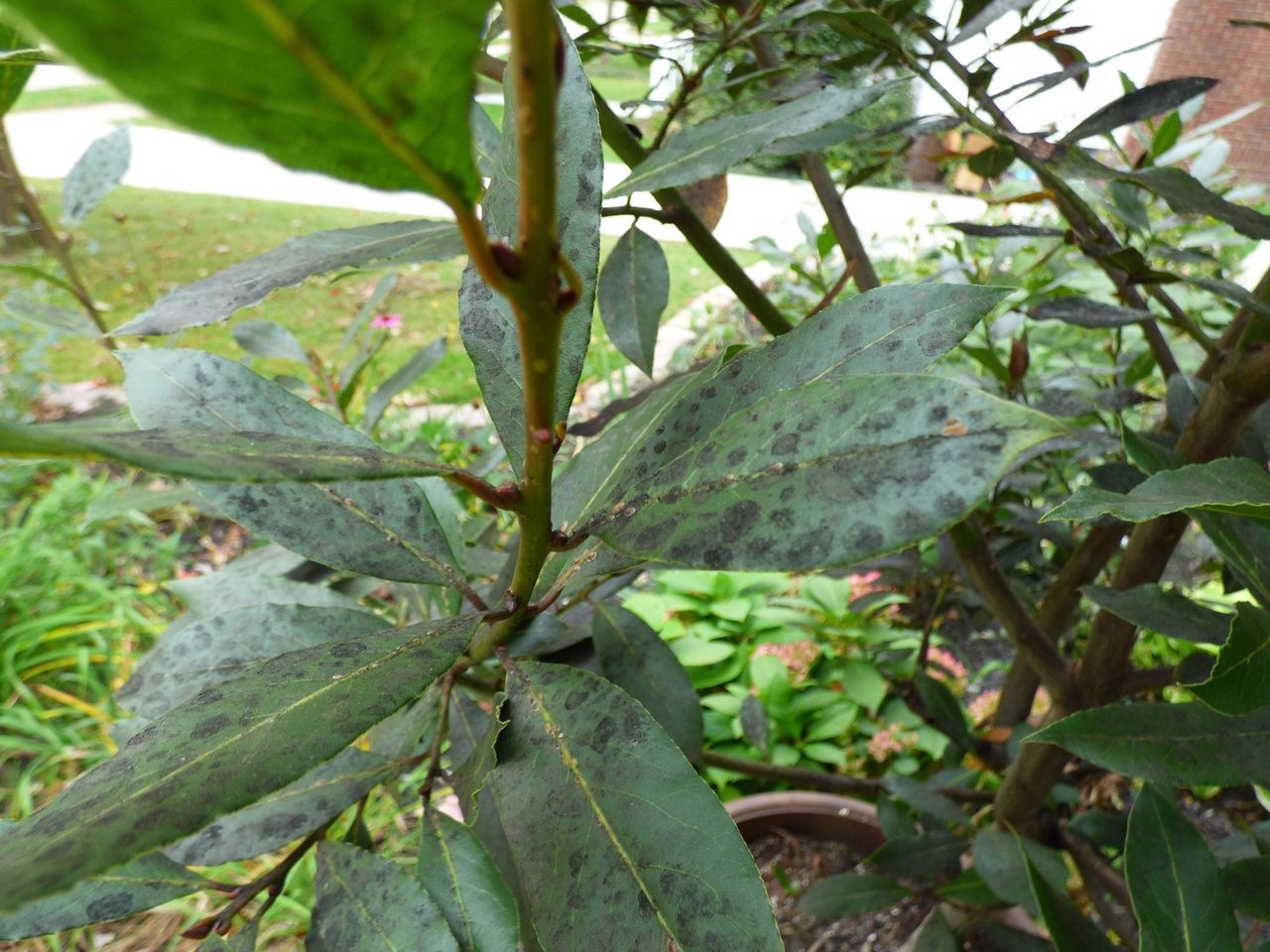 Dark Spots On Bay Tree Leaves