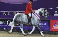 HorseNo1263_HOYSPN15_51605.jpg