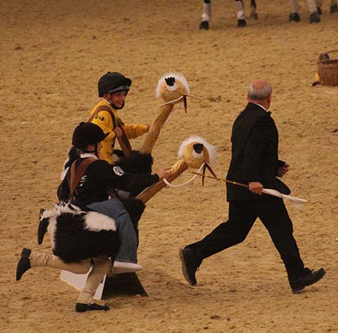 Ostriches chase the starter