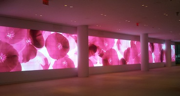 Prysm for IAC High-Resolution Video Wall