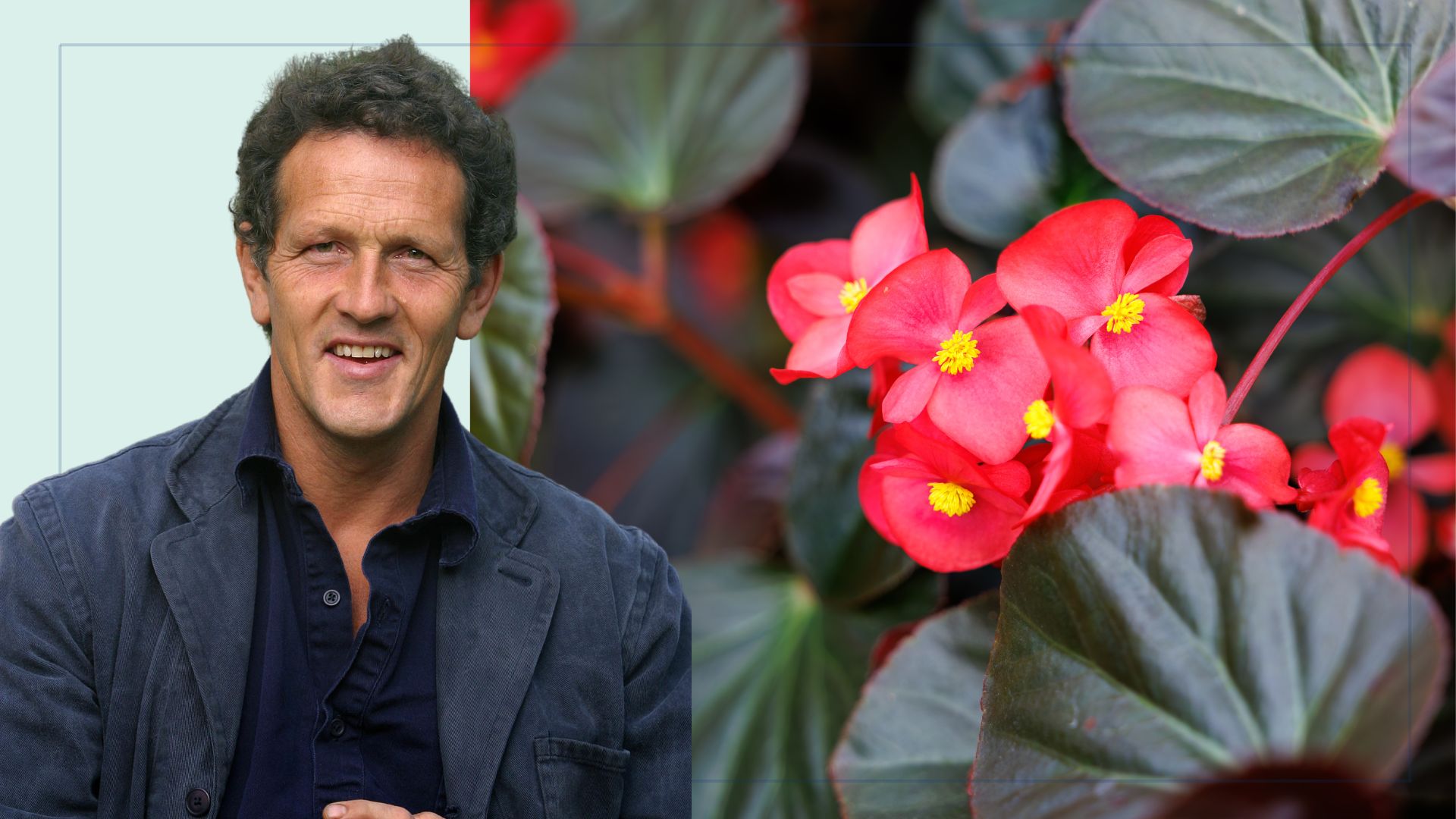 picture of monty don headshot cut out overlaying pink begonias