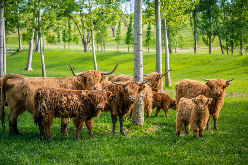 Ch&amp;acirc;teau de Sours highland cows