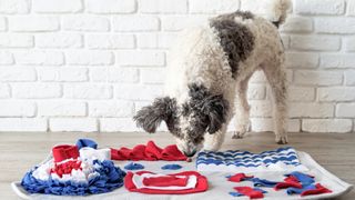 Dog playing with a snuffle mat