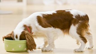 Brown and white dog eating food from their bowl