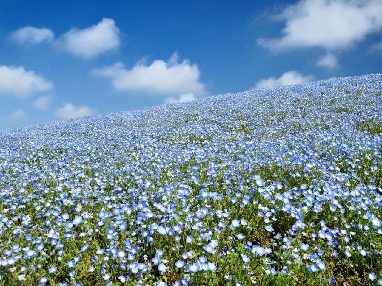 Blue Hillside Ground Cover