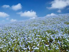 Blue Hillside Ground Cover