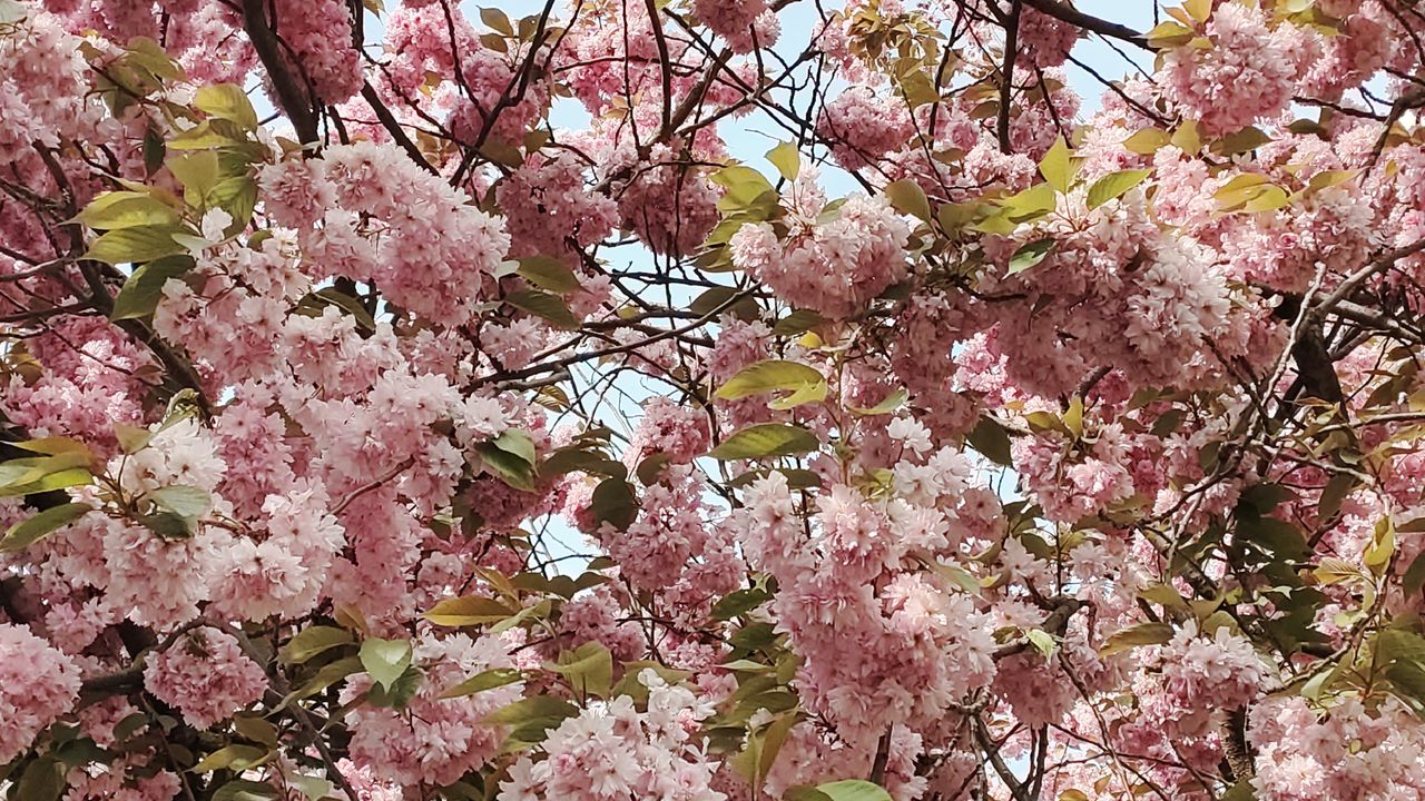 Shots taken on the Black Shark 2 look rich and Instagram ready, but they are also clearly processed to a point pros might wish was dialed back. Luckily, there's a manual mode for keen photographers.