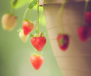 Small strawberries hanging over the edge of a plant pot