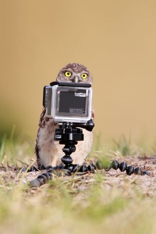 owlet taking selfies