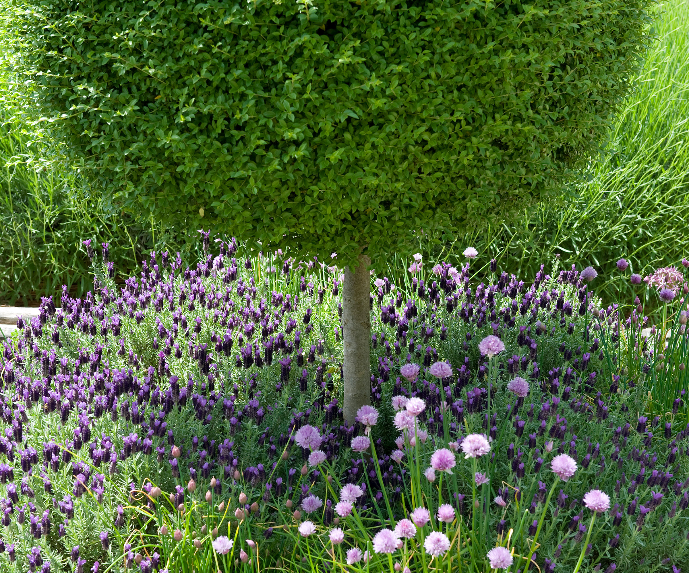 box topiary cut into a ball, in a flowerbed with lavender