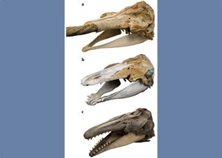 The skull of the beluga/narwhal hybrid (middle) lacks the tusk of the male narwhal (top), but has odd teeth compared to a beluga (bottom).