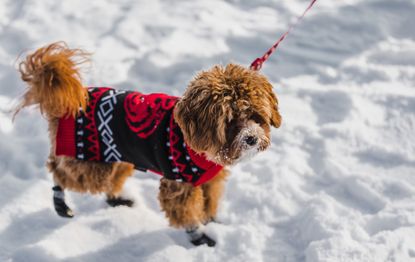 B&m dog christmas outlet jumper