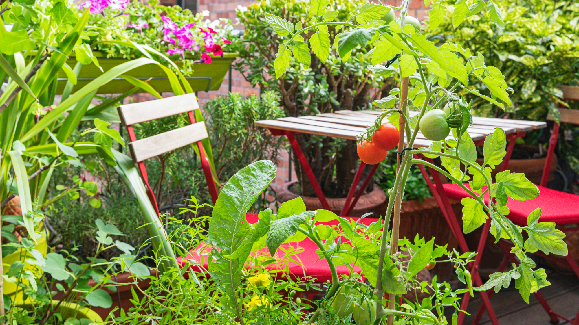 variety of vegetables including tomatoes being grown in containers on a balcony or patio