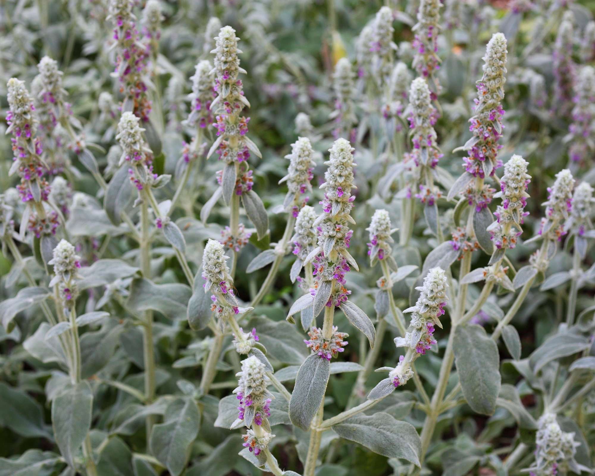 Lamb's ears blooming Stachys byzantina
