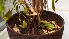  potted plants with dead leaves and dead stems 
