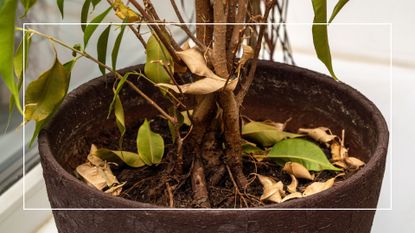 potted plants with dead leaves and dead stems
