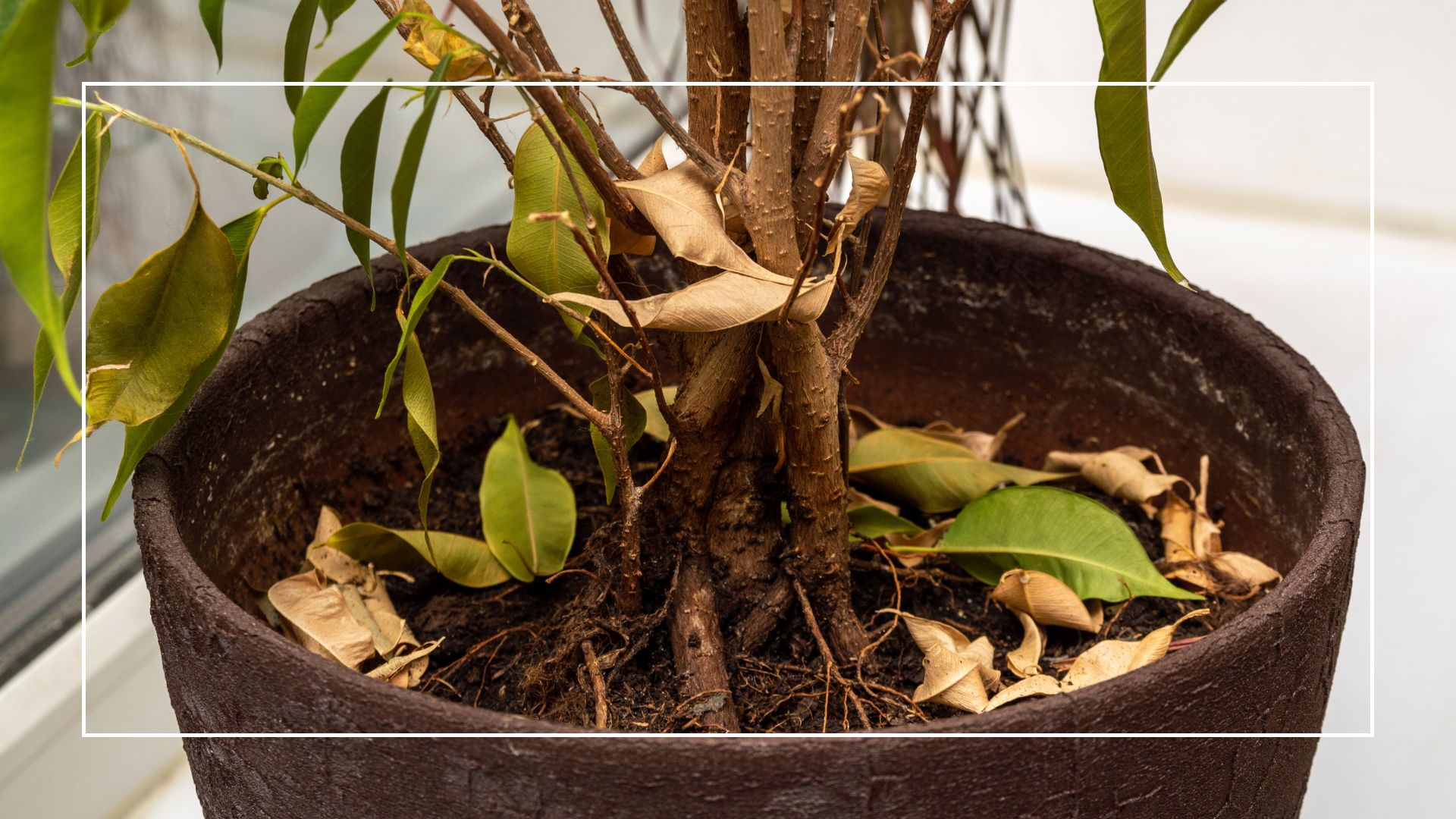  potted plants with dead leaves and dead stems 