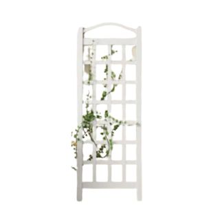 An arched white trellis with a grid pattern and green vines hanging from it