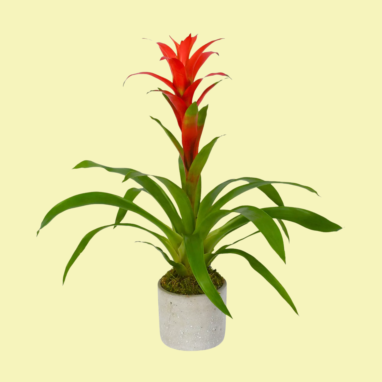 A potted guzmania