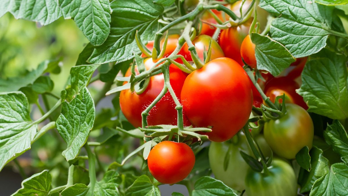 Fresh and colorful tomato plant