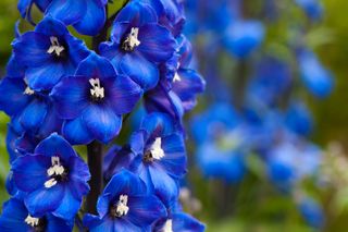 Will we ever see a rose the same colour as these deep blue Delphiniums in bloom at Painswick Rococo Garden in The Cotswolds?