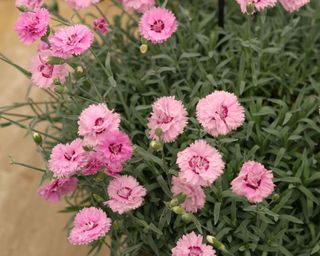 Pop Star garden pink