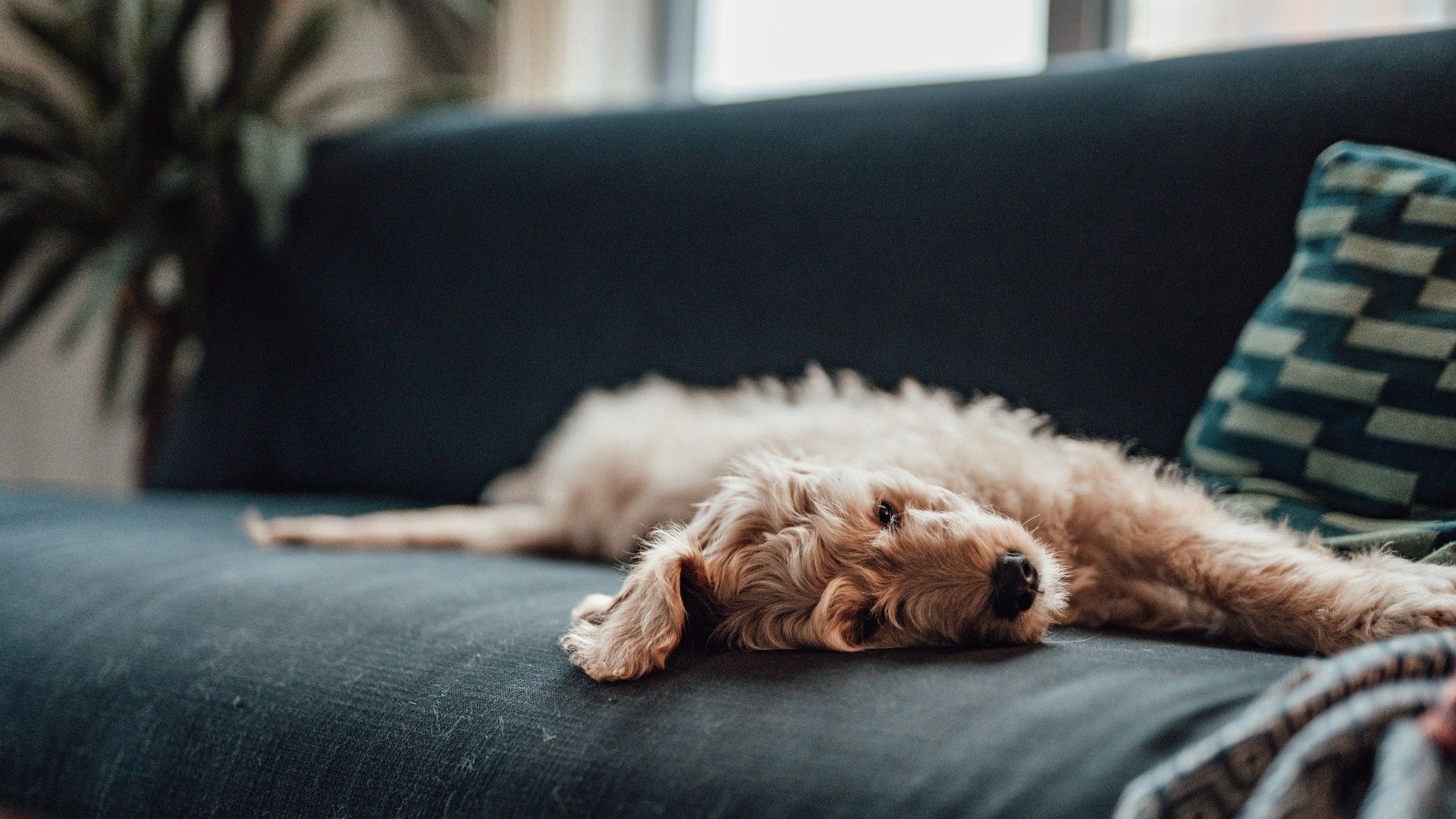 How to keep dogs off the couch and keep your furniture fresh PetsRadar