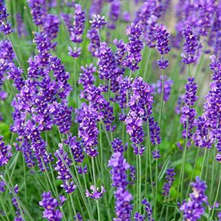 Greenwood Nursery: Live Perennial Plants - Munstead Lavender + Lavandula Angustifolia - [qty: 2x 3.5 Pots] - (click for Other Available Plants/quantities)