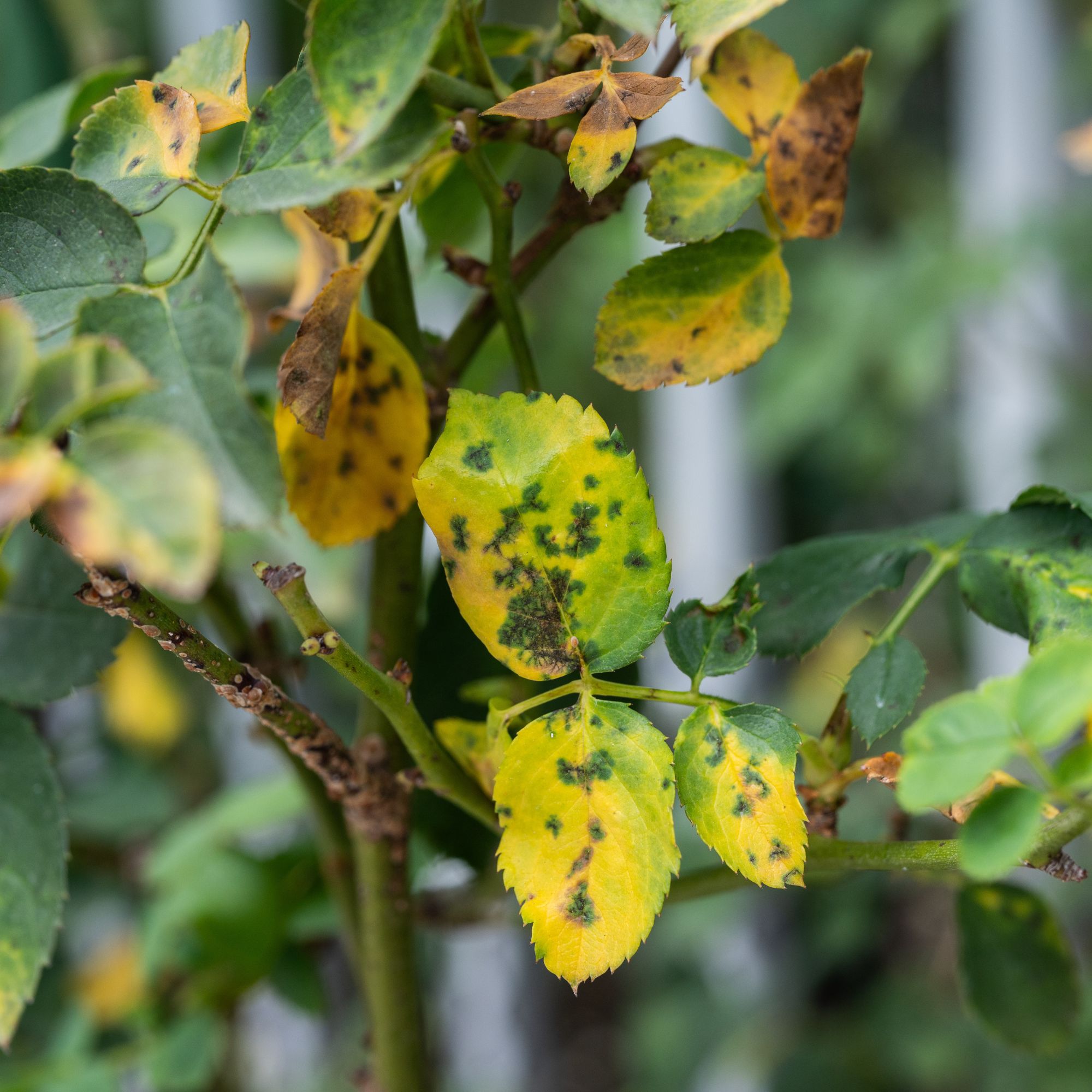 diseased rose foliage