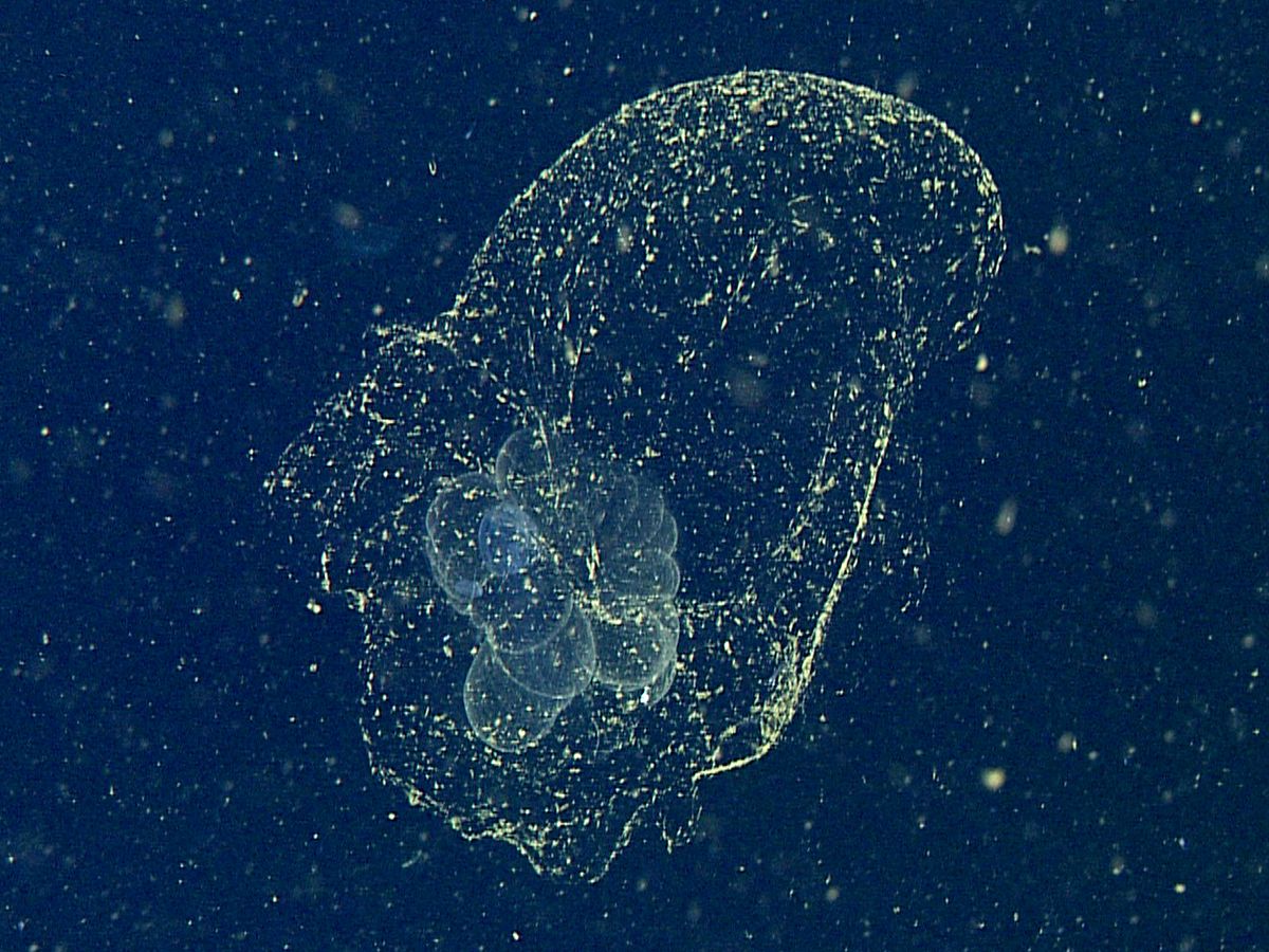 'Mythical' Sea Blob Finally Spotted A Century After Its Discovery ...