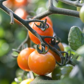 tomato plant with red tomatoes and green leaves