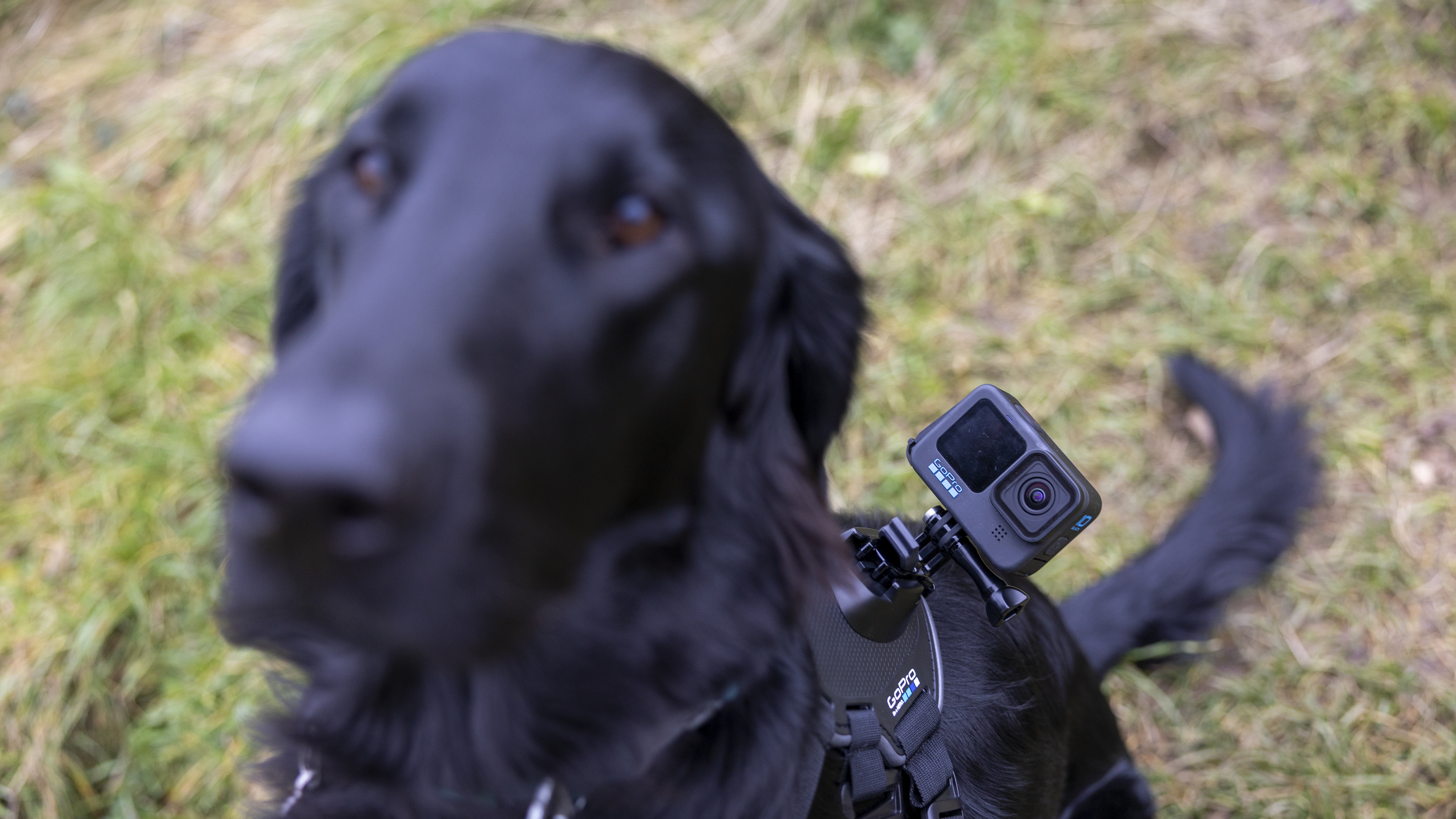 The GoPro Fetch Harness worn by a black Flatcoated Retriever