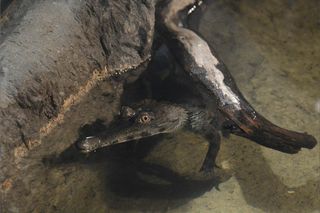 Crocs Central African slender-snouted crocodile