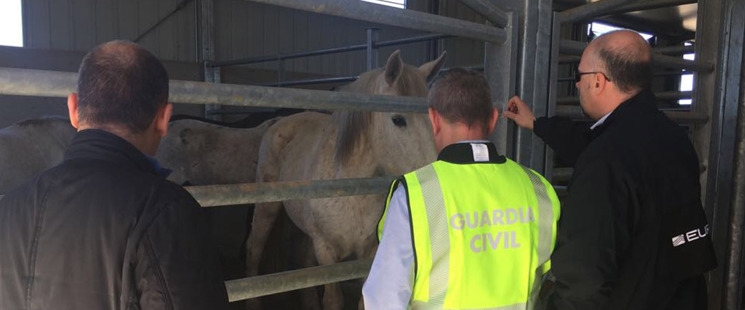 horsemeat scandal