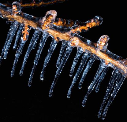 Peach Tree Branch With Icicles