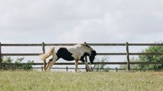 132_Margaret_Foal_Arty_Arrival_HS_28-05-2025_R6PJ7249_Mare-and-Foal-Sanctuary.jpg