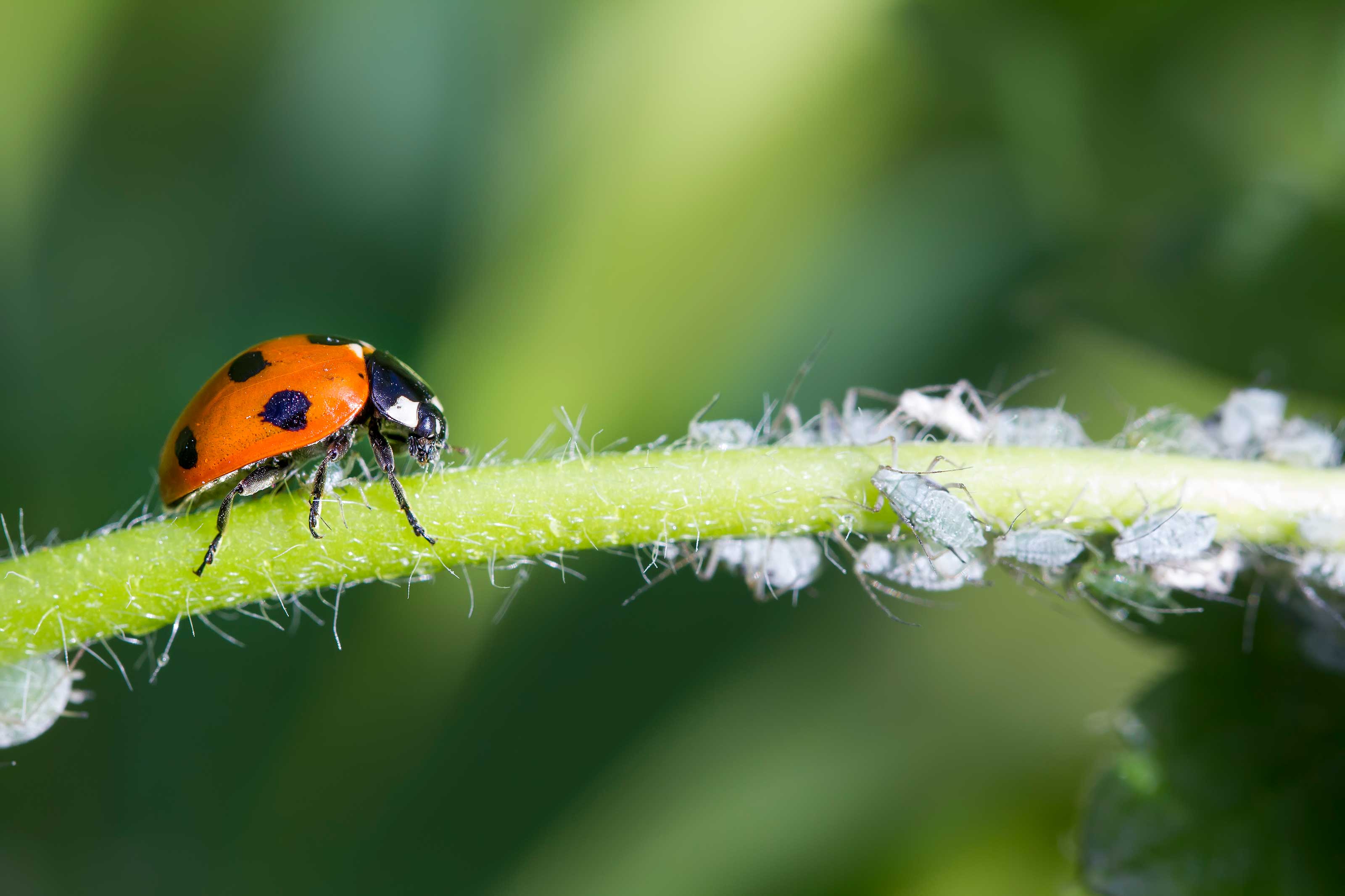 ladybug eating aphids