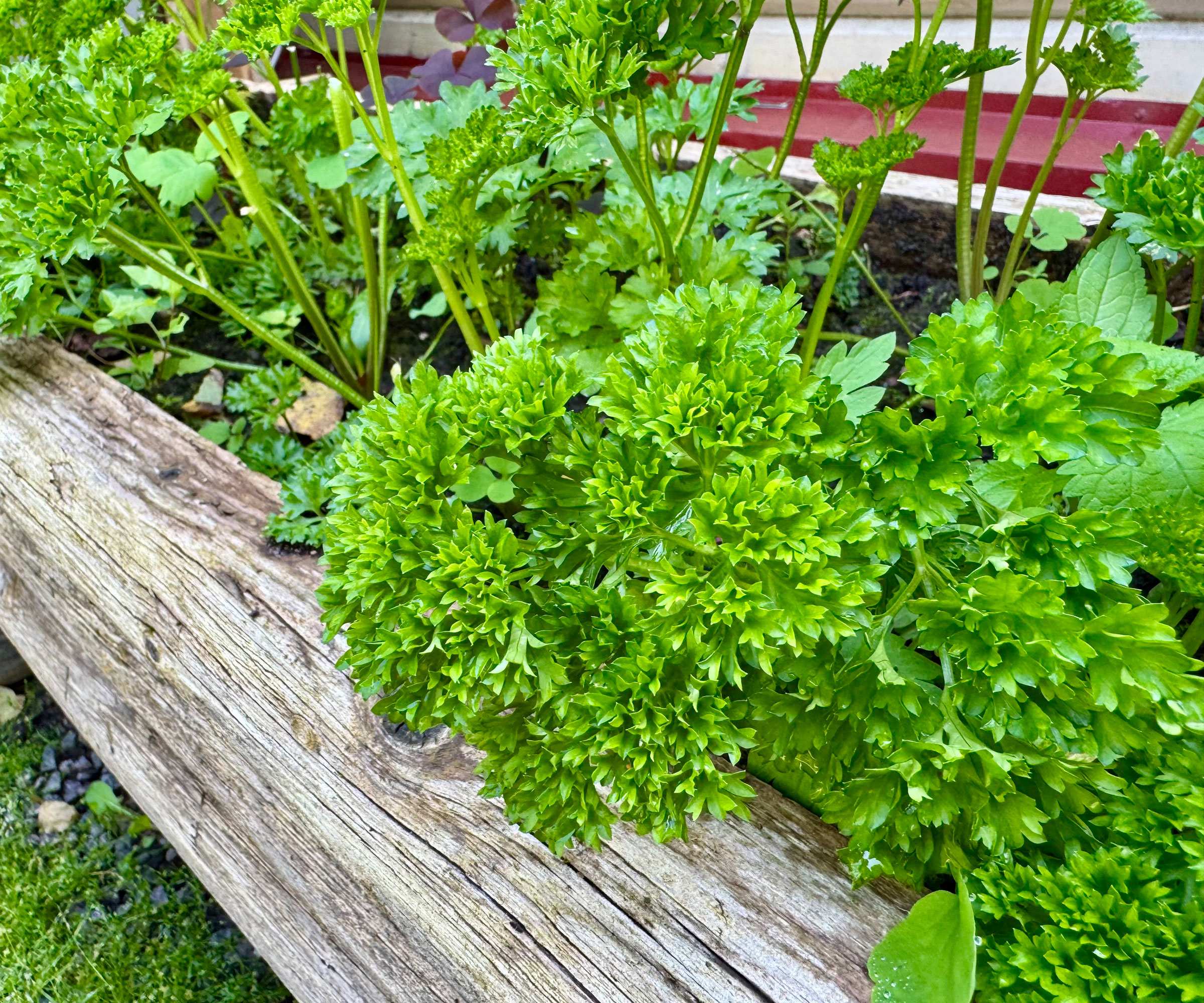 parsley plants in raised bed in garden