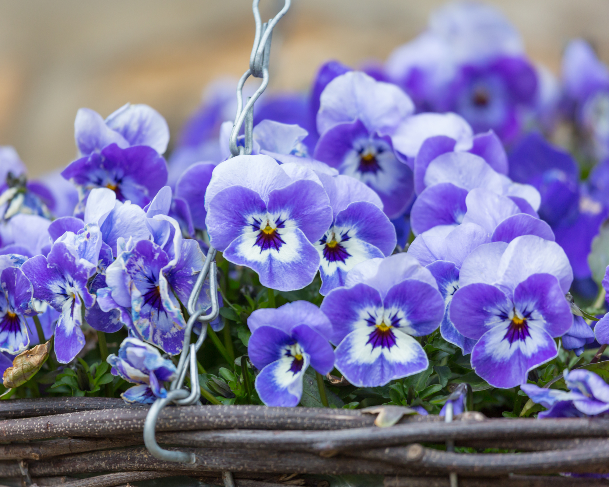 A wicker hanging basket filled with cheerful, bright blue and violet pansies