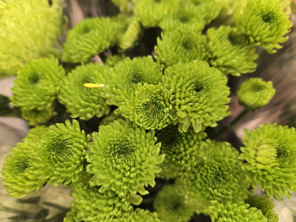 Samsung Galaxy Z Flip 6 macro sample.