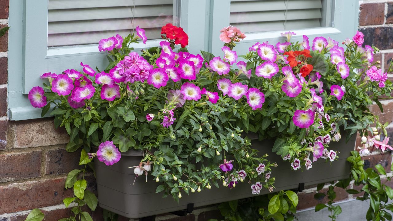 how to plant a window box - Colourful window box planted with trailing fuchsias &#039;Harry Gray&#039; and &#039;La Campanella&#039;; Geranium &#039;Bullseye Mixed; Calibrachoa &#039;Double Pink Tastic&#039;; ivy-leaved Geranium &#039;Ivy Flair&#039;; Petunia &#039;Single Rose F1.