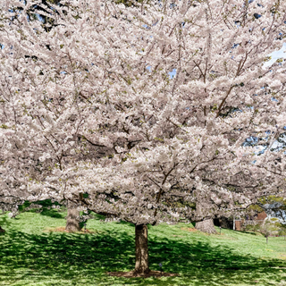 The Sill Yoshino Flowering Cherry Tree