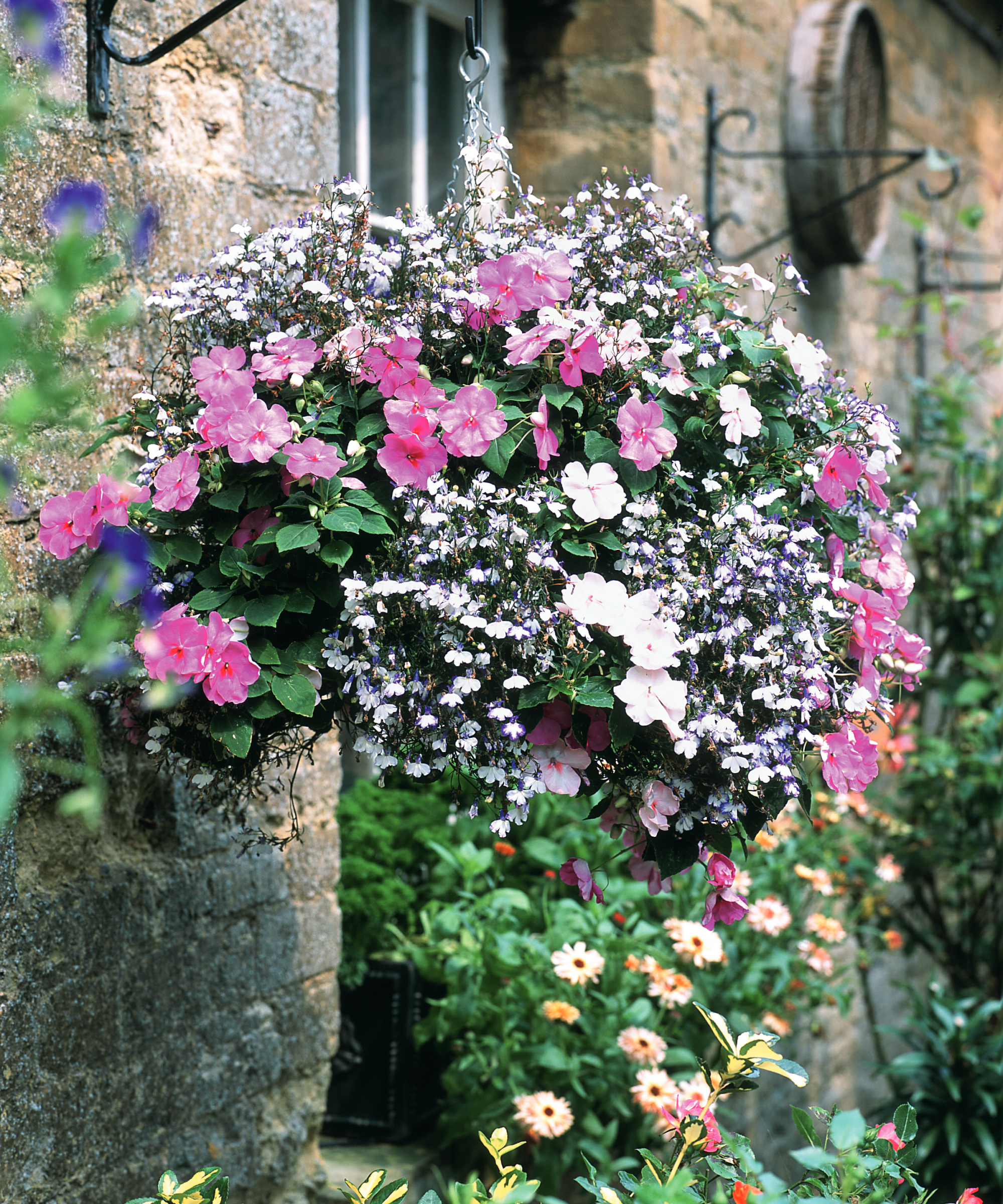 pink impatiens and lobelia growing in a hanging basket in a garden