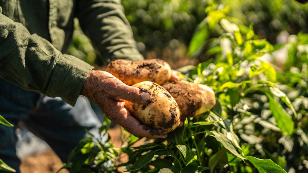 How to Use Potato Fertilizer to Get the Maximum Yield of Delicious Spuds – What to Use and When to Use It