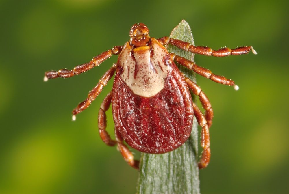 Rocky Mountain wood tick