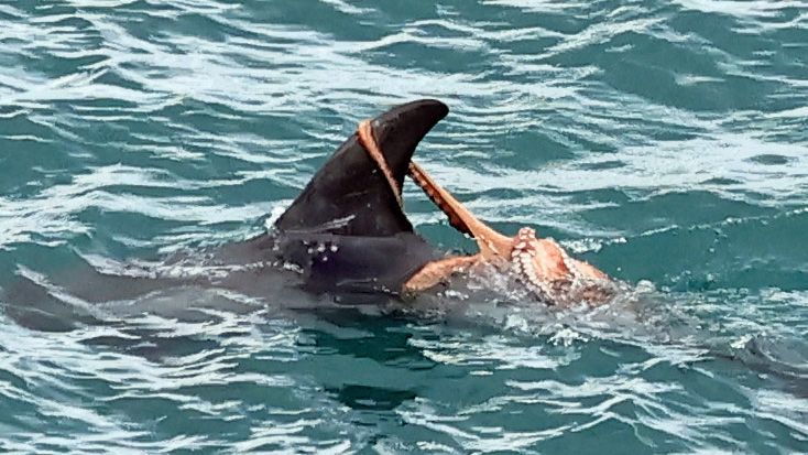 Risso's dolphin with octopus attached to dorsal fin 